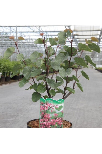 Саджанець Церцис європейський.